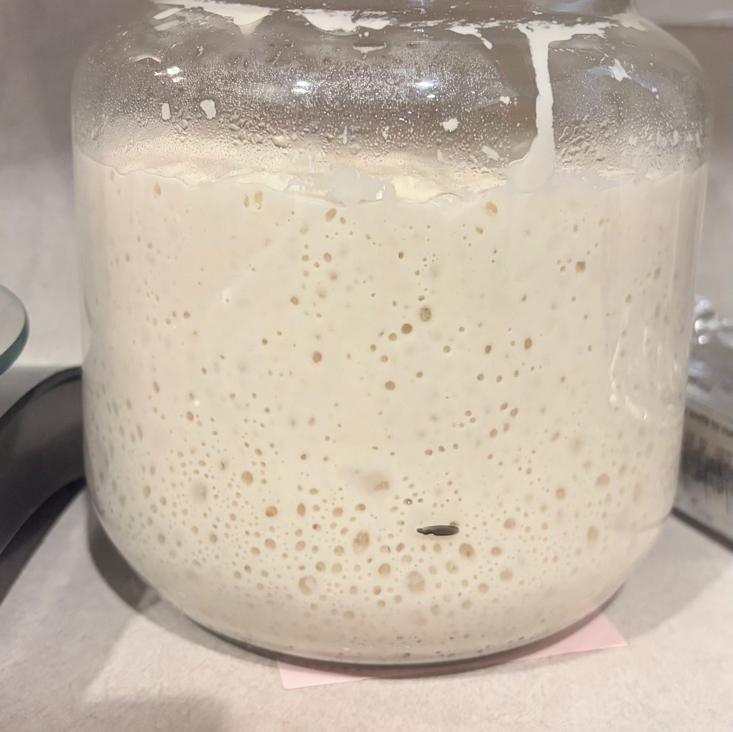 Starter (50g)